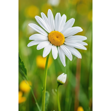 Tableau Fleur de Marguerite
